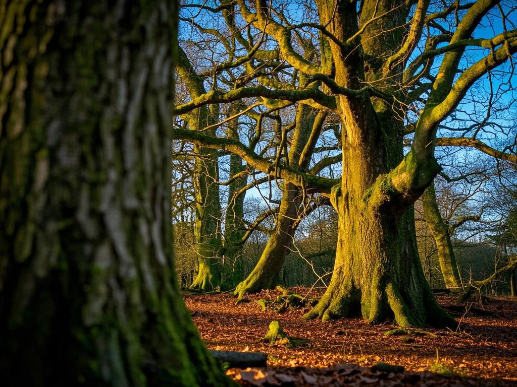 The Ancient Woodlands of England: A Timeless Landscape at Risk